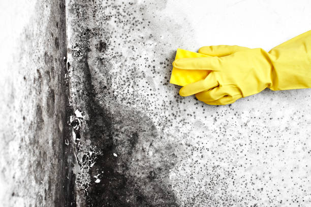 Best Real Estate Mold Inspection  in Woodbine, GA