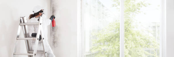 Best Attic Mold Removal  in Woodbine, GA